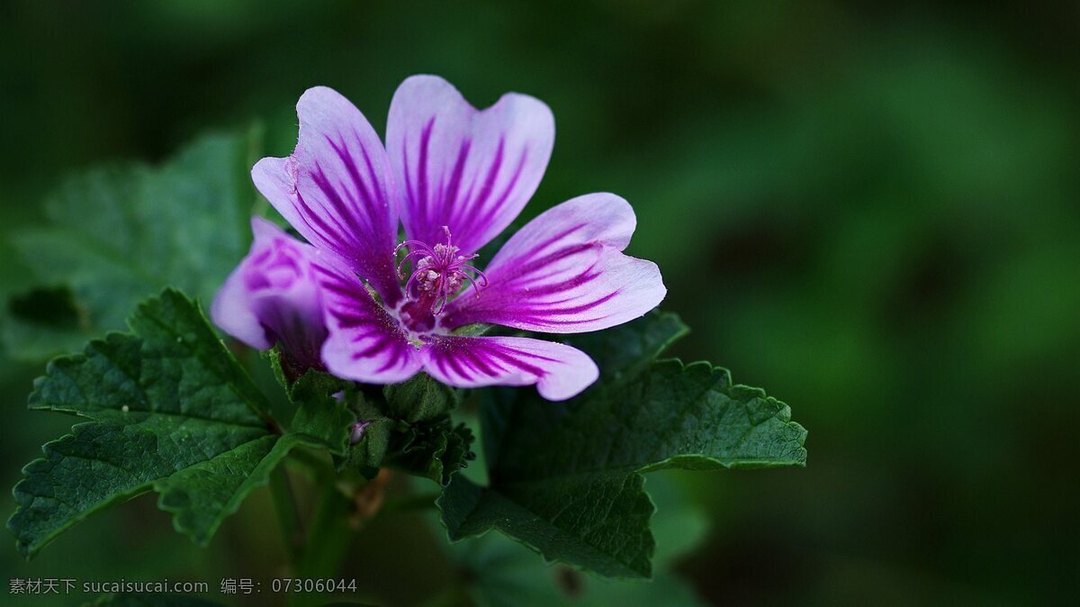 鲜艳 锦 葵花 高清 鲜花 花卉 花朵 花草