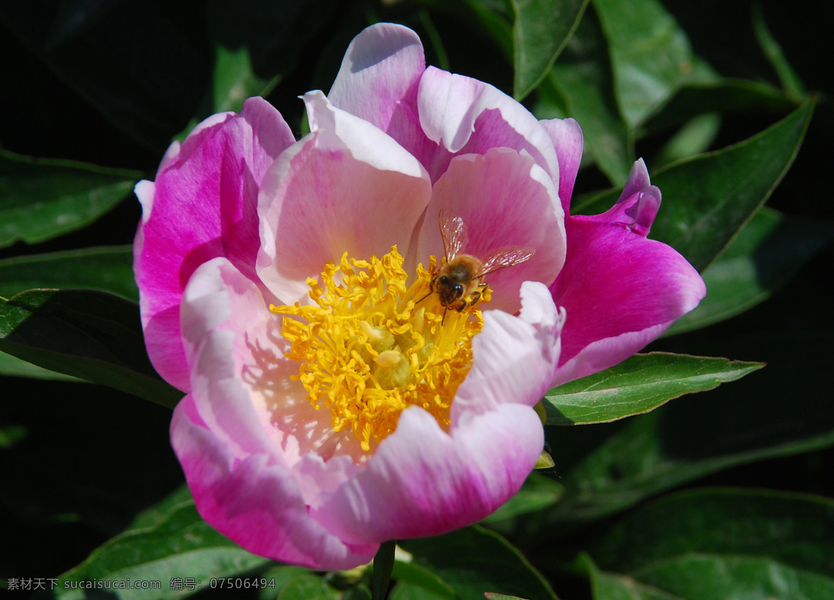 蜜蜂 翅膀 花瓣 花草 花卉 花蕊 绿叶 采蜜 花粉 生物世界 psd源文件