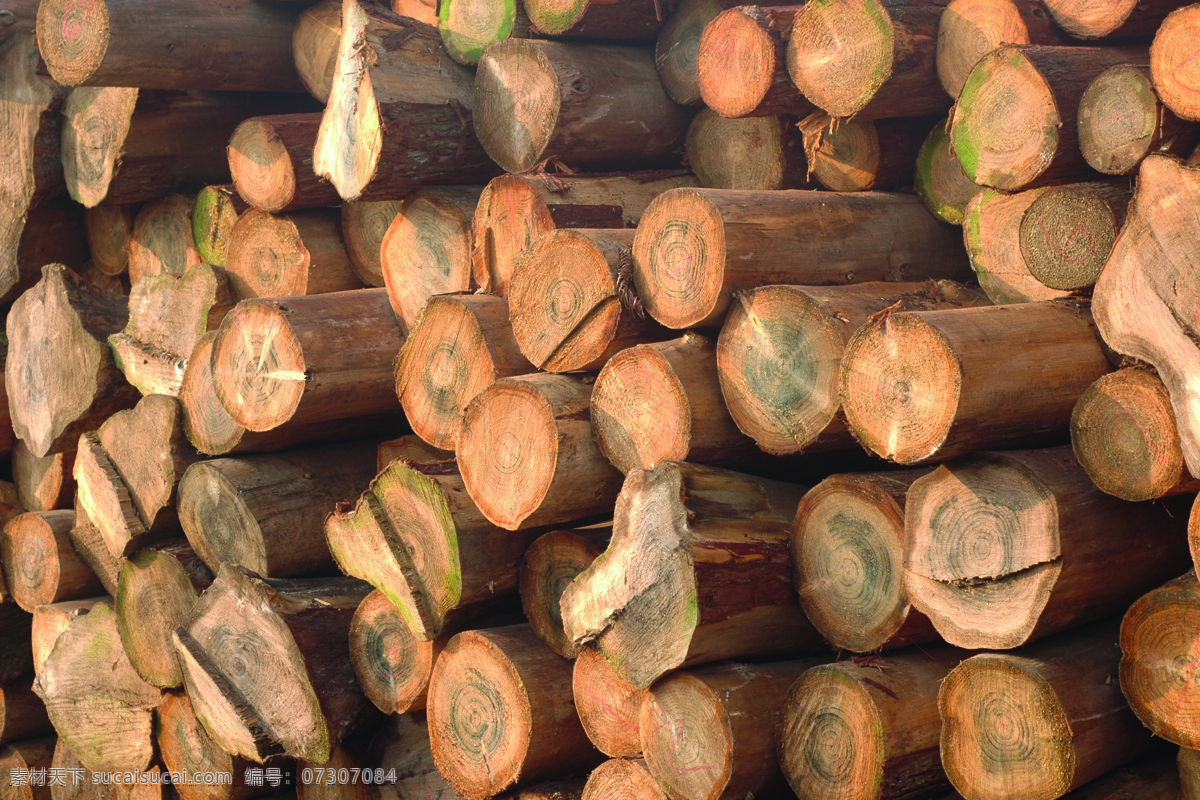 木头 一大堆木材 树木 树 生活百科 生活素材