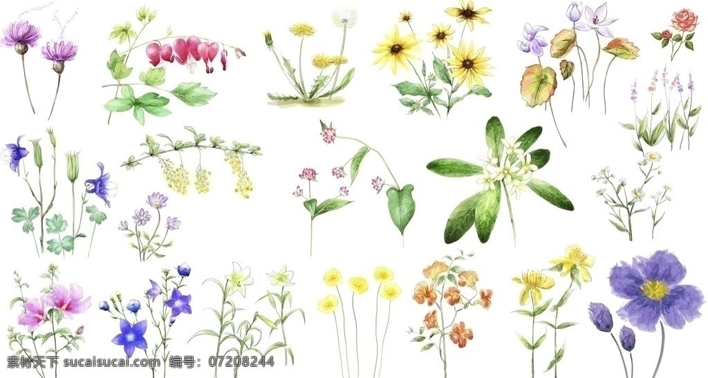 手绘 花 解压 后 文件名 改为 手绘花 黄花 红花 紫花 牵牛花 蒲公英 婴栗花 分层 源文件