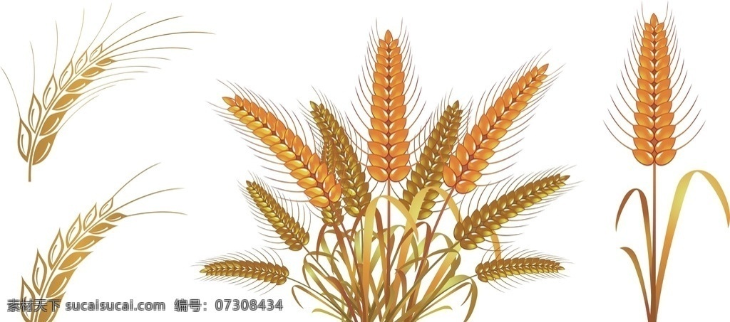 矢量素材 稻穗 金黄色的小麦 一束麦子 小麦 矢量麦穗 麦子 大麦 麦田 金色小麦 矢量麦子素材 矢量金色小麦 大丰收 麦子熟了 矢量麦子 矢量小麦 金色麦子 粮食 收获 麦穗矢量素材 矢量 麦粒 农作物 麦穗