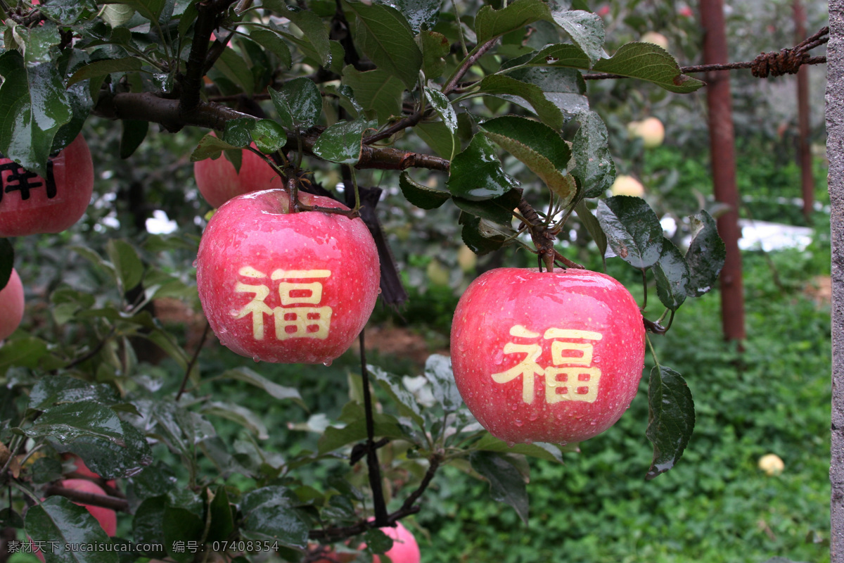 水果免费下载 餐饮美食图库 摄影图 新鲜水果 福 带 字 水果 苹果 艺术 创意