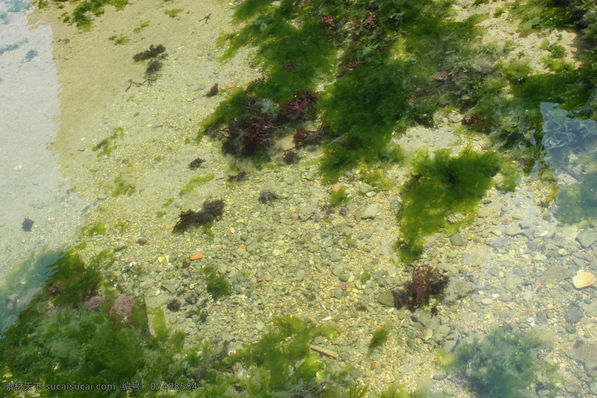 国内旅游 海 海边 海水 海滩 旅游摄影 石头 清澈见底 台湾 水草 清涟 小鱼 台湾风情