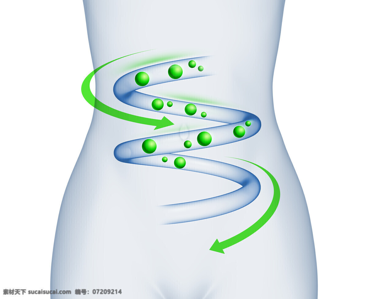 创意 女性 肠道 减肥 广告 腰部 小肠 减肥茶 顺畅 通畅 人体器官 人体模型 医疗护理 人物图库
