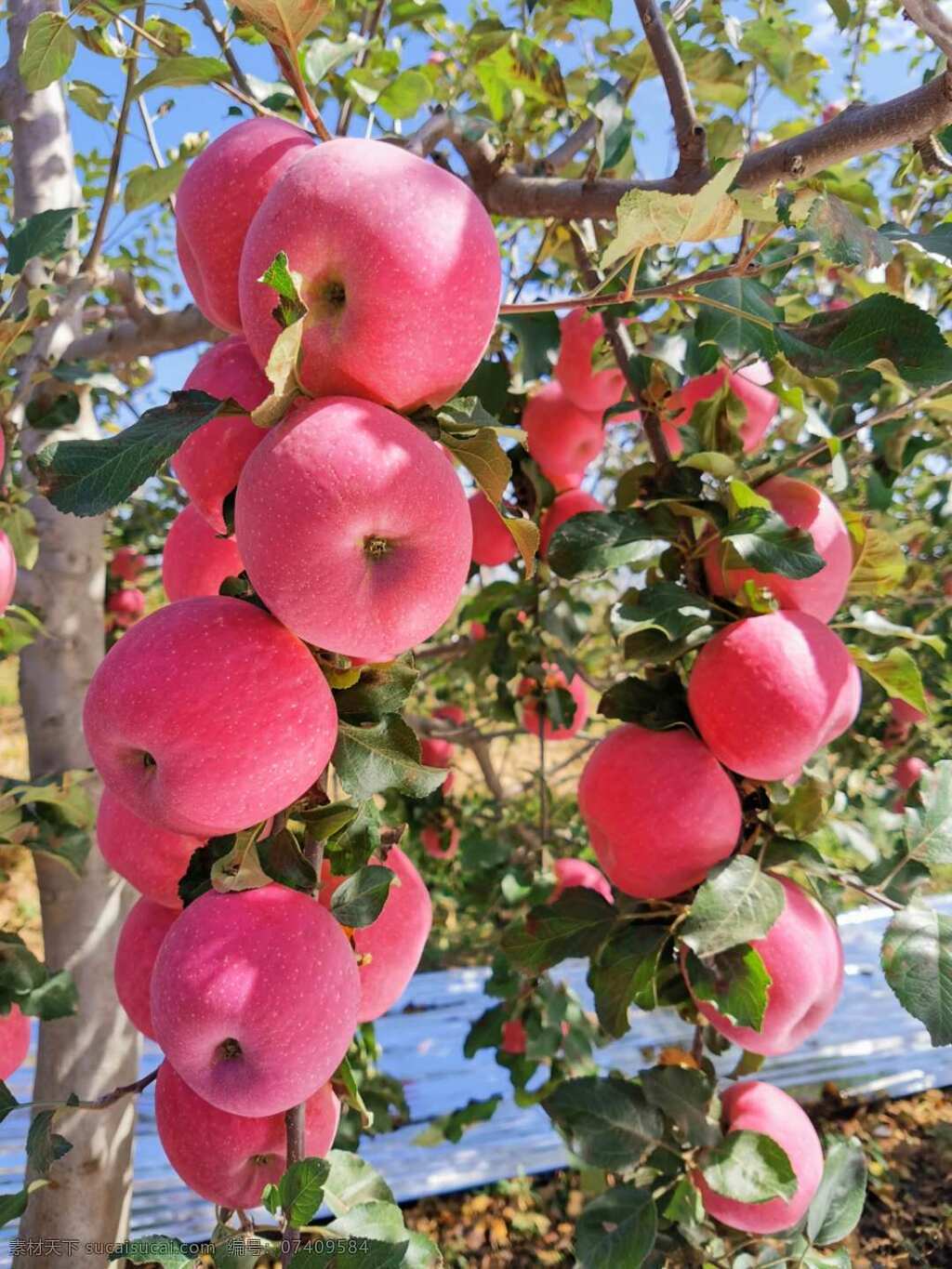 苹果图片 苹果 水果 陕北 果园 果树 苹果树 红苹果