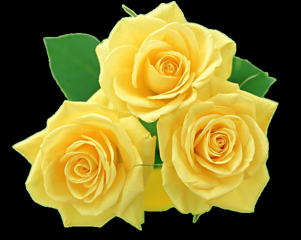 黄玫瑰图片 玫瑰 红玫瑰 植物 绿植 花卉 鲜花 花朵 花 黄花 月季 玫瑰花 花瓣 玫瑰花瓣 动植物 生物世界 花草 照片