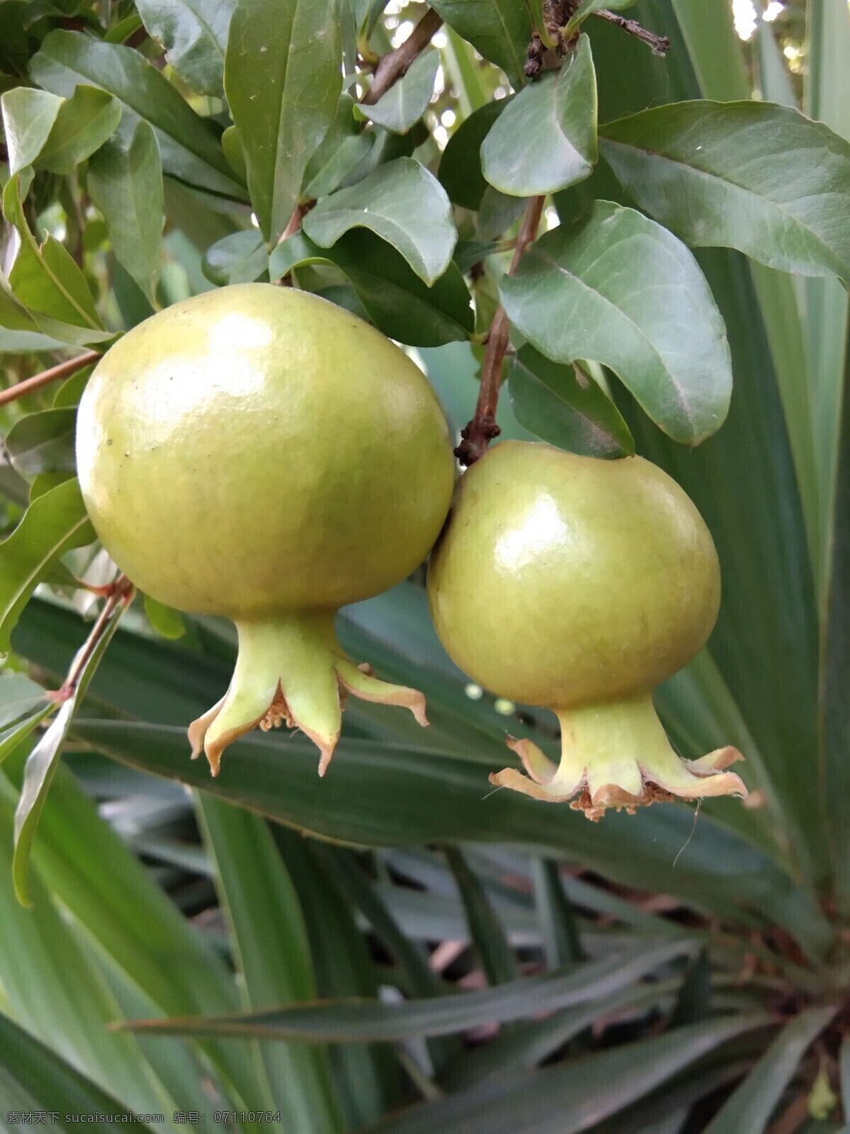 五月石榴 石榴花 红石榴 榴花 生物世界 花草 小石榴 石榴树