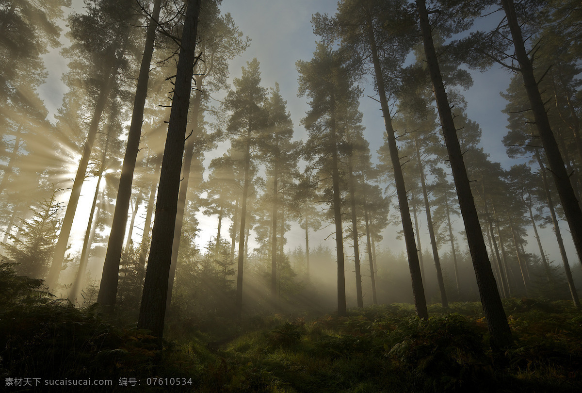 雾气森林 森林 黄昏 雾气 秋天 树木 阳光 自然景观 自然风景