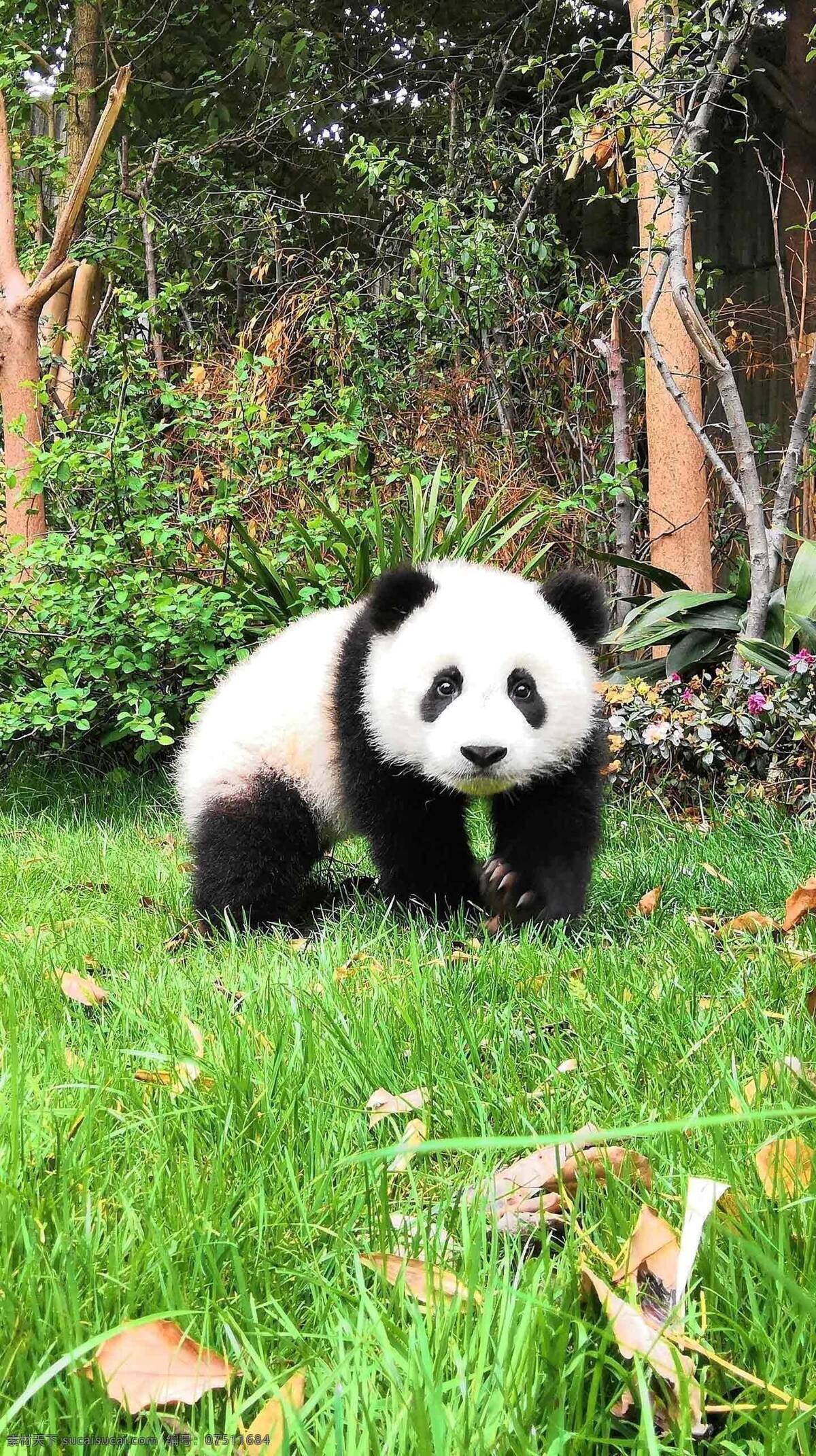 熊猫 可爱 国宝 动物 黑白 呆萌 爬树 中国