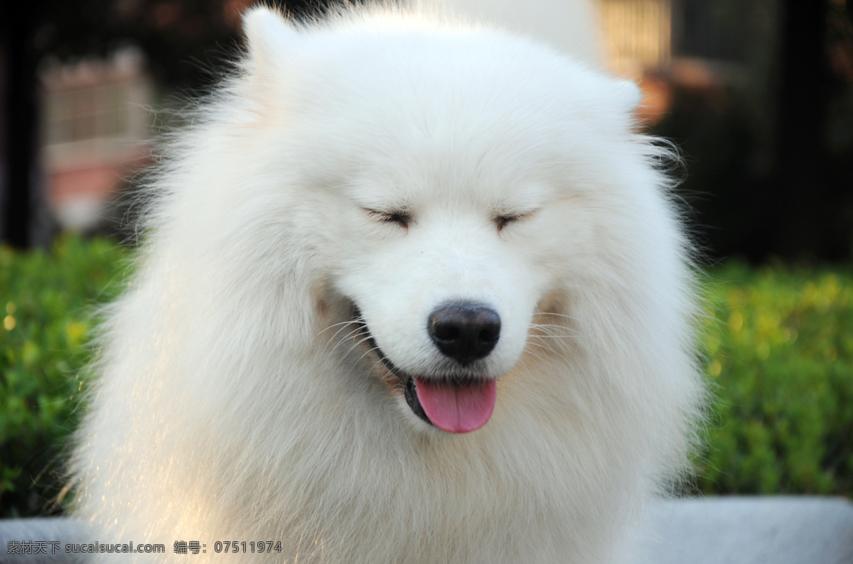 白色 萨摩 耶 可爱 萨摩耶图片 可爱狗狗 白色狗狗 可爱小狗 可爱宠物 高清图片