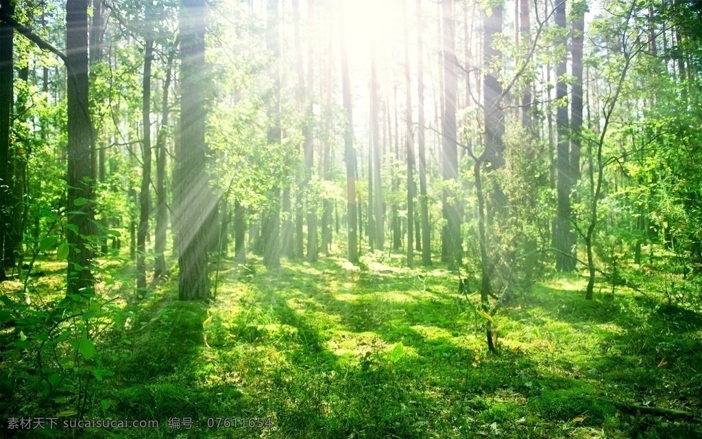 森林风景图片 自然景观 森林风景 行道树 行道树风景 自然风景 唯美风景 风景 风景图片 风景壁纸 大自然风景 自然风光 大自然风光 唯美图片 唯美壁纸 创意图片 植物 植物图片 绿色植物 花草树木 电脑壁纸 美景 美景图片 美景壁纸 旅游风景 森林 森林景观 森林植物