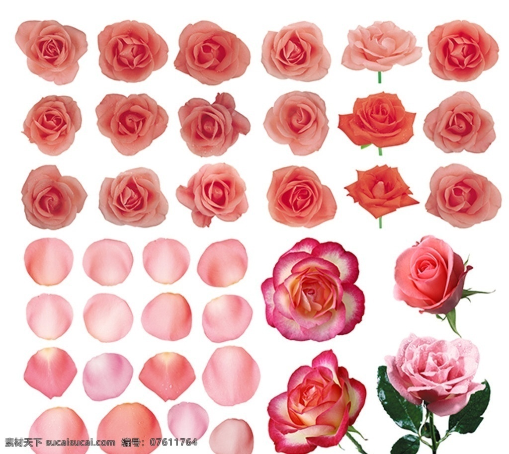 粉红玫瑰 玫瑰花素材 红玫瑰 玫瑰特写 玫瑰花瓣 花卉植物 分层