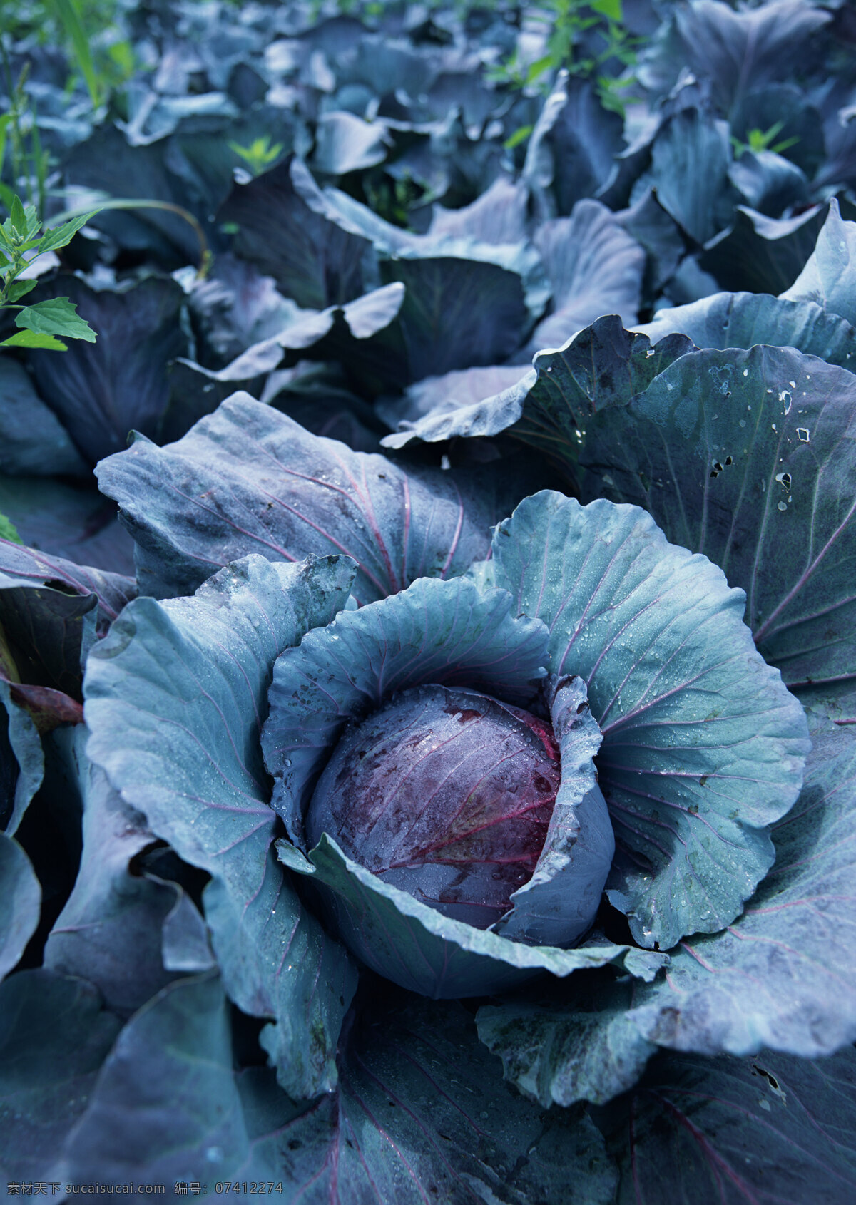 菜园里的包菜 新鲜蔬菜 包菜 农作物 绿色食品 摄影图 高清图片 水果蔬菜 餐饮美食 黑色