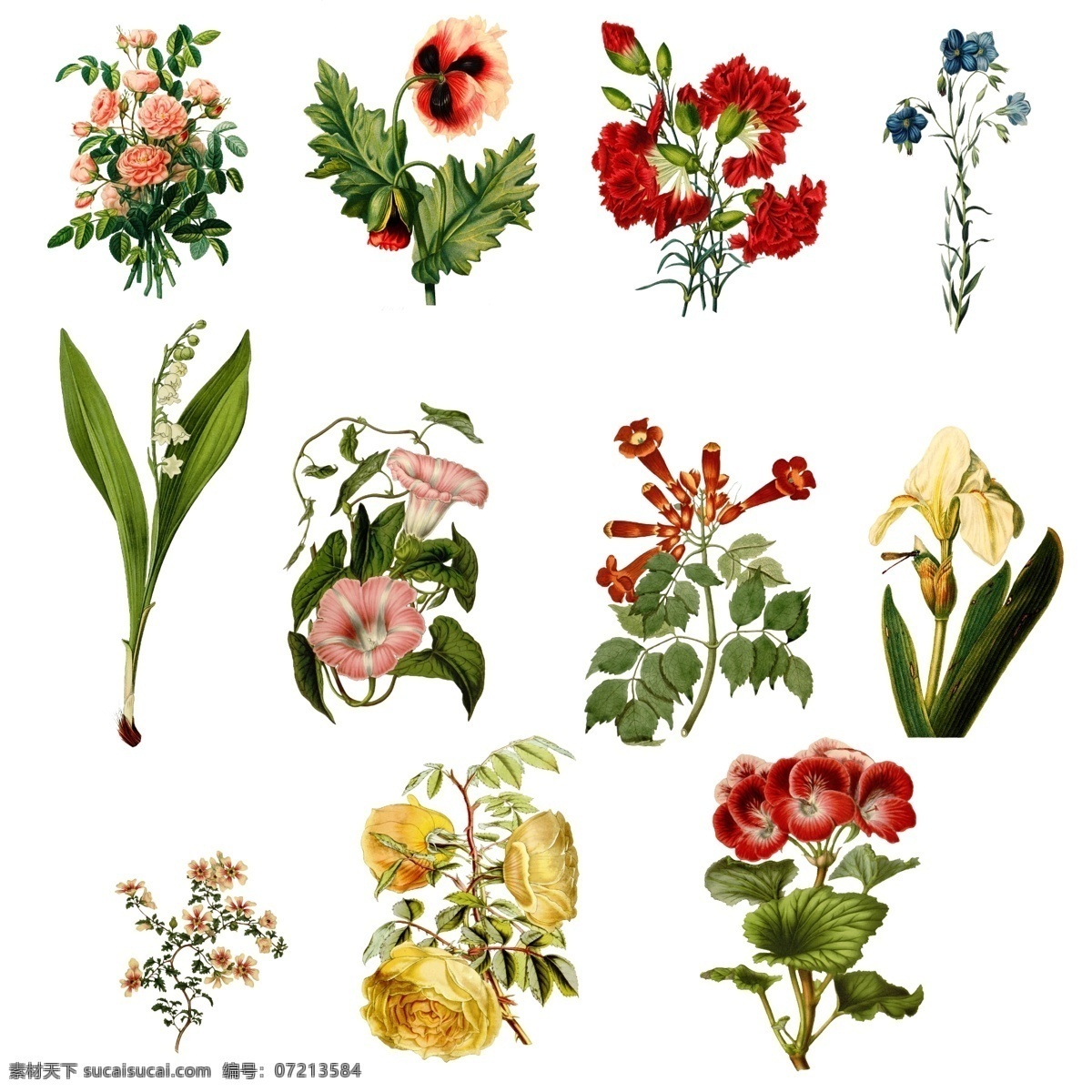 小清新手绘花 小清新 手绘风 简笔画 线条画 昙花 植物 鲜花