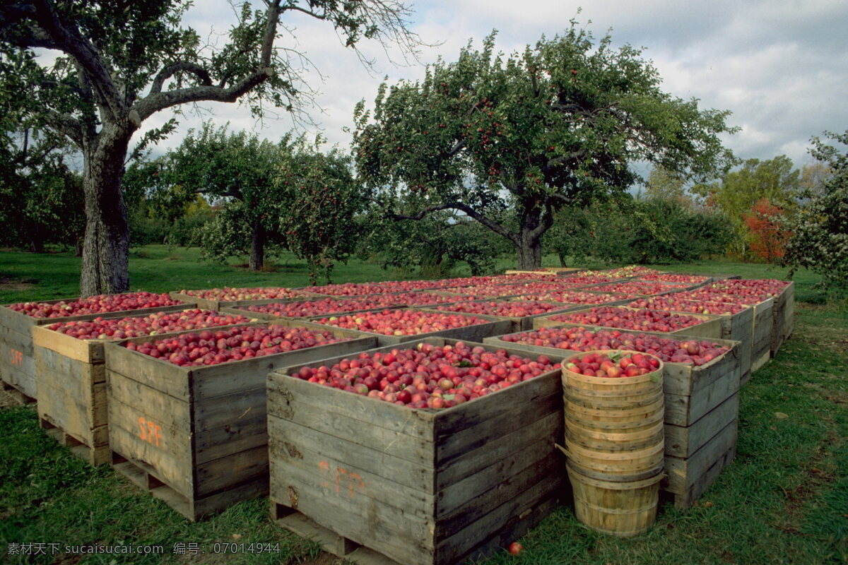 果园 苹果 农业 苹果园 餐饮美食 食物原料 摄影图库