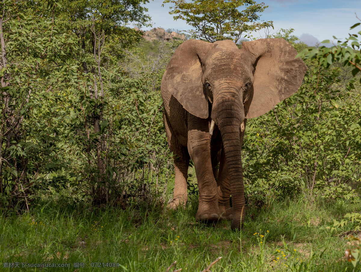 大象小象野象 大象 小象 象牙 哺乳动物 象 野生大象 非洲大象 保护动物 珍稀动物 动物世界 动物园 草原动物 草原大象 森林大象 热带大象 温带大象 白色象牙 大象公园 大象保护区 大象喝水 大象吃草 大象进食 一只大象 一群大象 两只大象 大象群 象群 小象群 生物世界 野生动物