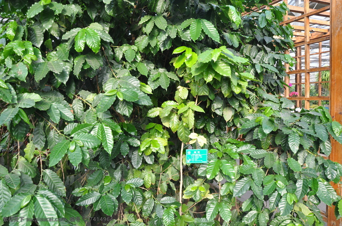 咖啡树 植物 漂亮 实用的植物 绿色植物 草木 树木树叶 生物世界