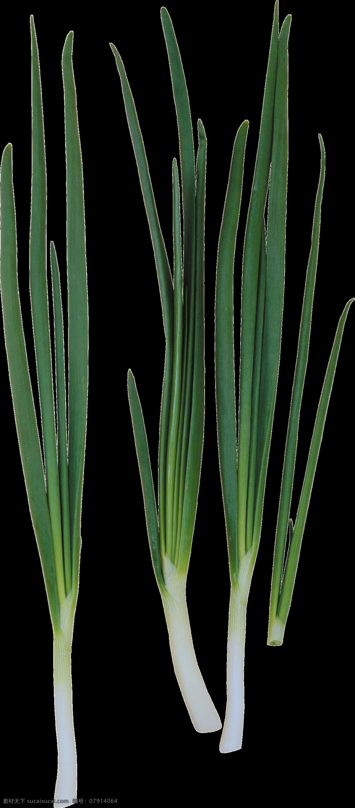 大葱 高清 蔬菜 水果 食物 生物世界 广告设计素材 生活用品 生活百科