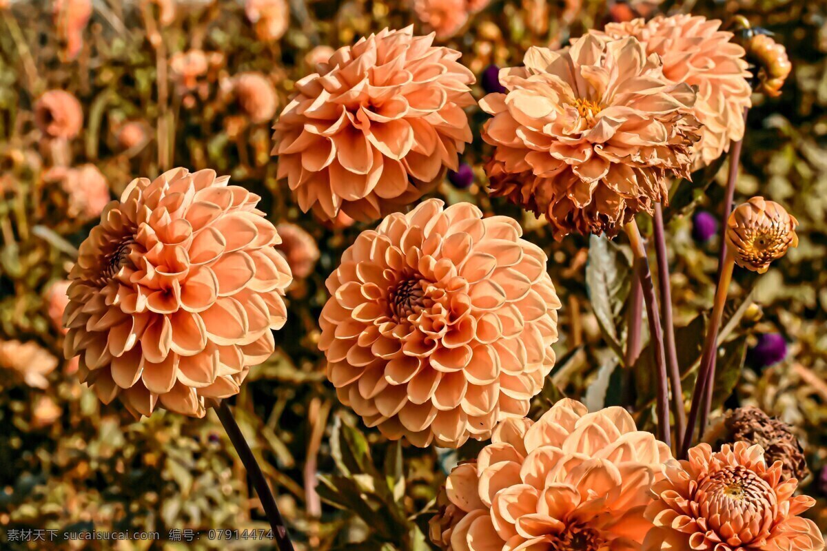 大丽花 娇琴纱 菊科 观赏花 开花 花园 植物群 生物世界 花草