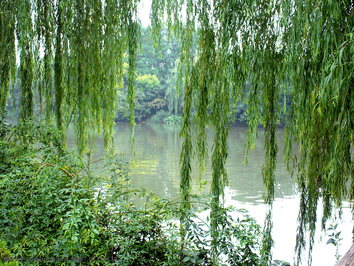 垂柳荷塘 垂柳 荷塘 河水 植物 绿树 夏天 景色 南通 盆景园 绿水 自然风景 自然景观