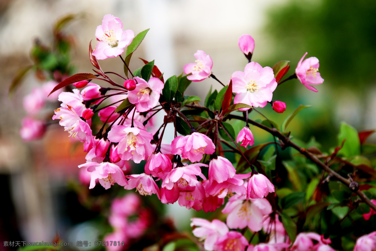 垂丝海棠 春季 花 jpj素材 风景图 繁花似锦 生物世界 花草