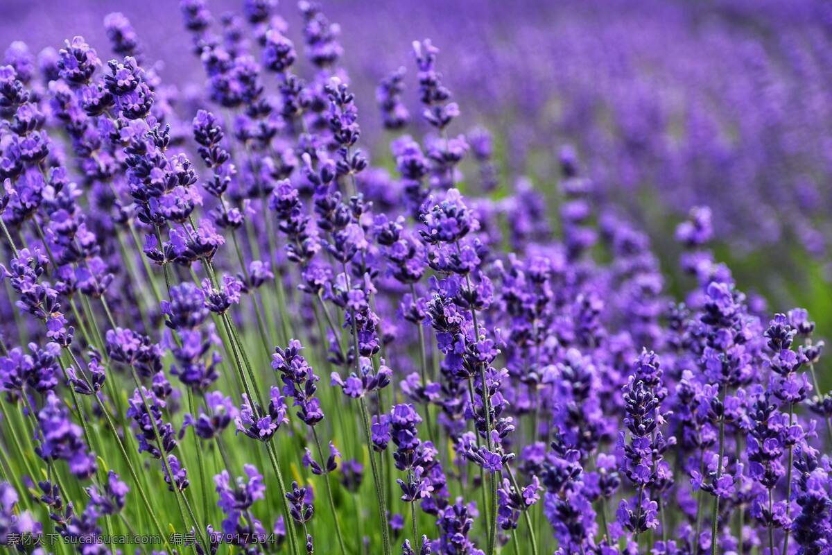 薰衣草图片 植物 紫色 唯美 花卉 薰衣草 生物世界 花草