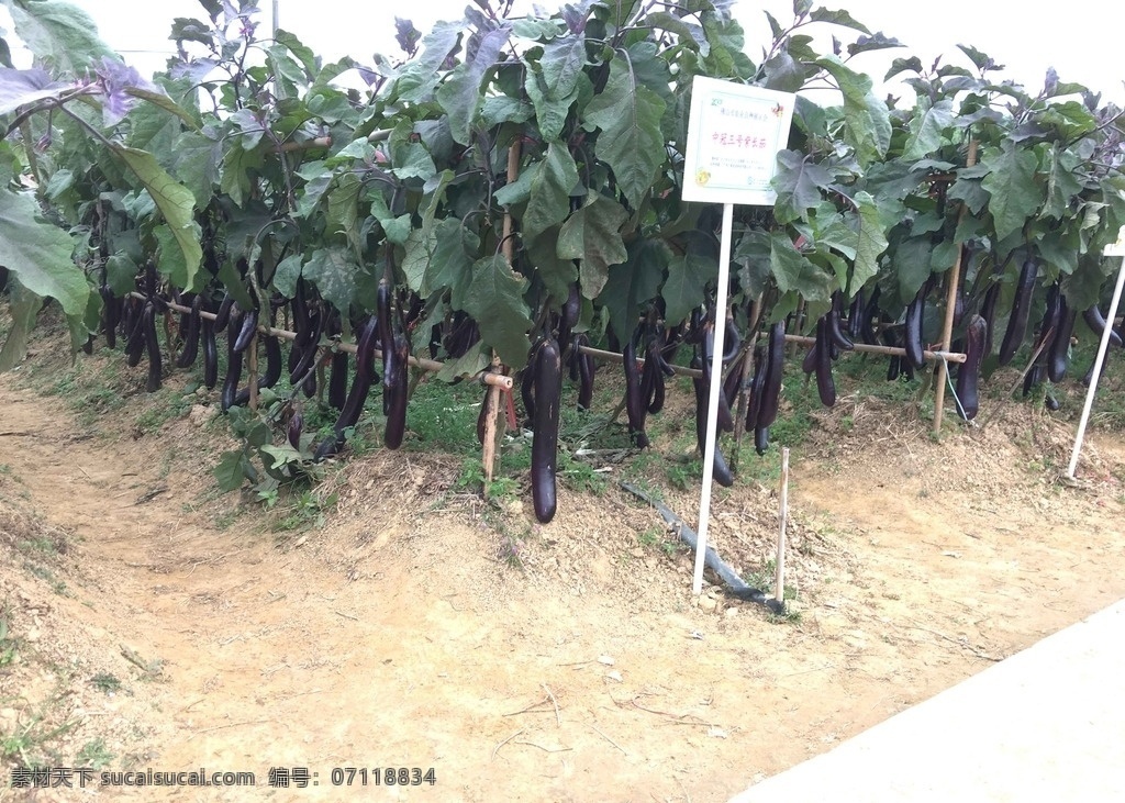 茄子 茄子地 长茄子 紫茄子 丰收 摄影素材 自然景观 田园风光