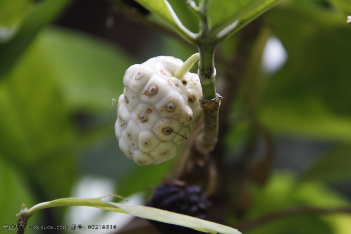 诺丽果 noni 海滨木巴戟 水果 果实 热带水果 生物世界