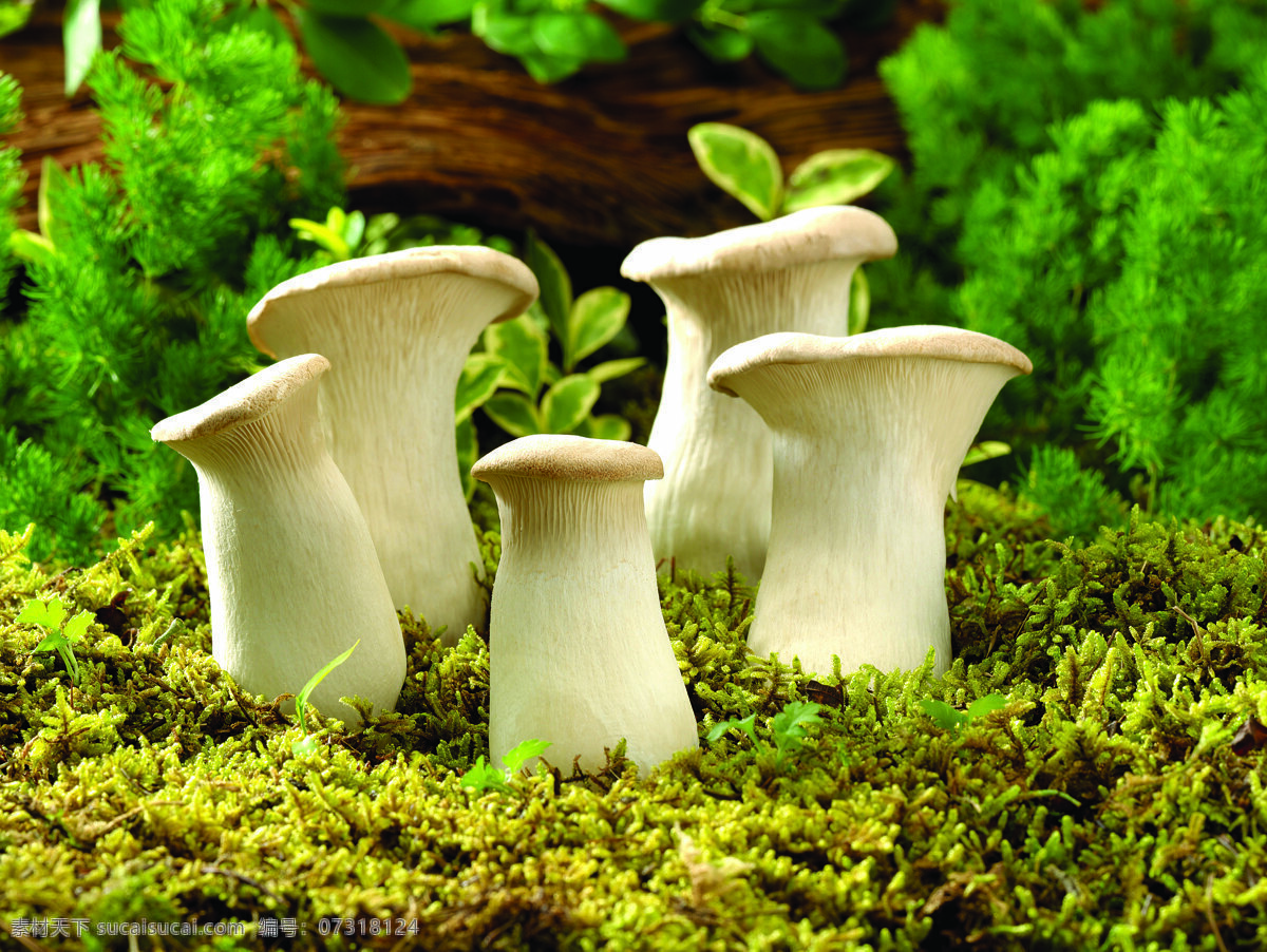 野生 蘑菇 野生蘑菇 山菌 菌类 鲜蘑 白色蘑菇 白蘑菇 蘑菇图片 餐饮美食