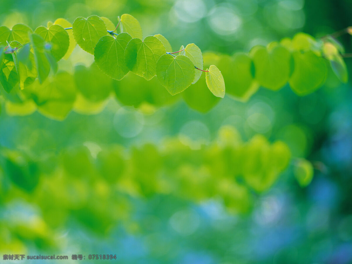 花草 露水 绿色 绿叶 绿叶背景 生物世界 树叶 水珠 水滴 植物 植被 花草主题 花草高清图片 树木树叶 psd源文件