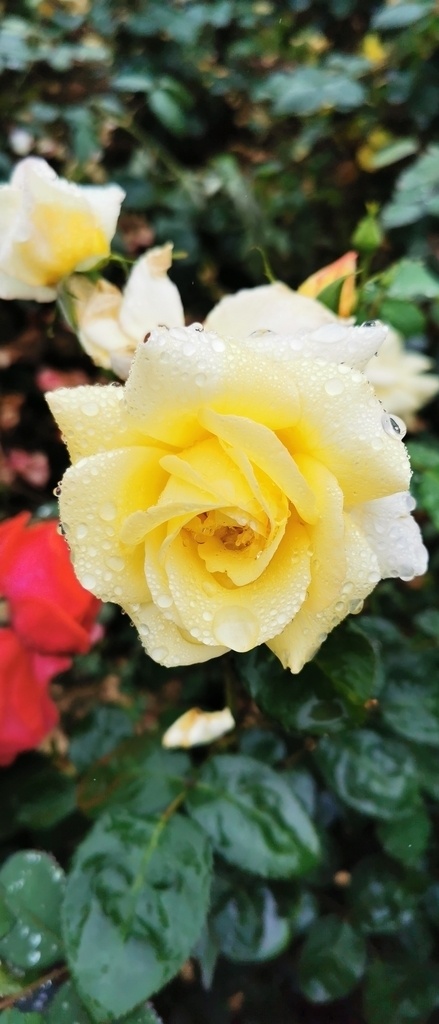 黄玫瑰 玫瑰花 粉色玫瑰 红玫瑰 玫瑰 玫瑰谷 成都市玫瑰谷 达州旅游 巴山军哥 花 带刺的花 生物世界 花草