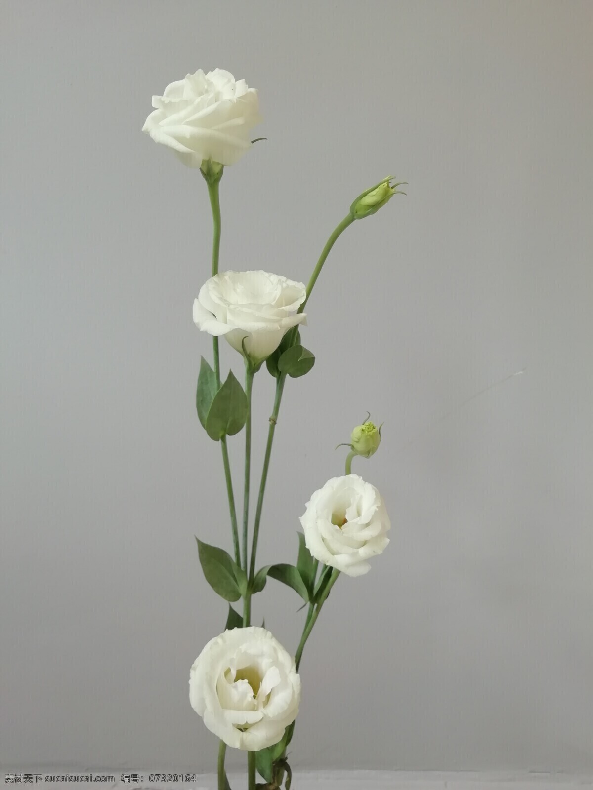 束 花白 玖 瑰 花 鲜花 白色花 玖瑰花 一枝花 一枝玖瑰花 一束花 白玖瑰花 生物世界 花草