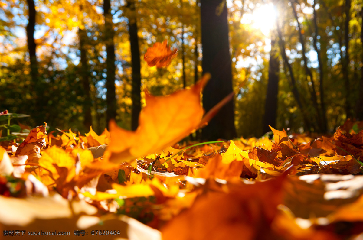 地上 落叶 秋日美景 地上的落叶 黄叶 树木 树林 山水风景 风景图片