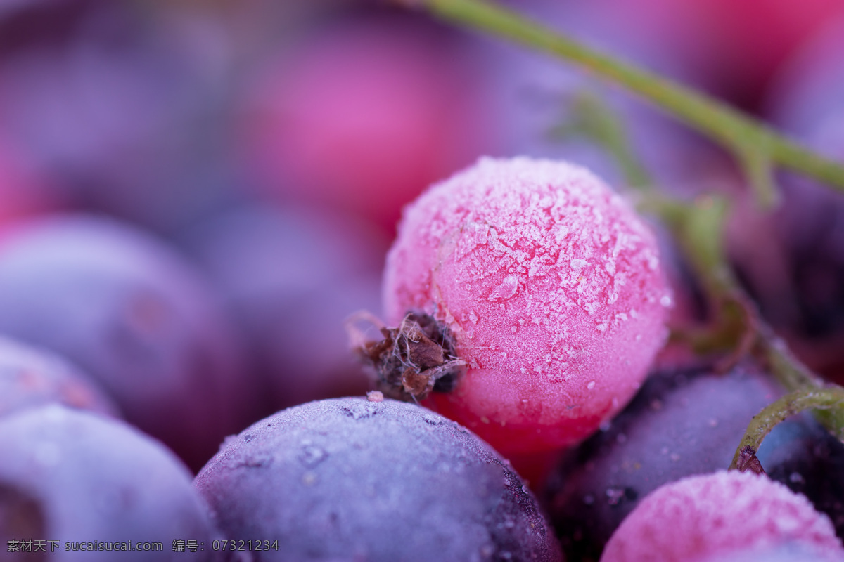 蓝莓图片素材 新鲜水果 蓝莓 蔬菜图片 餐饮美食