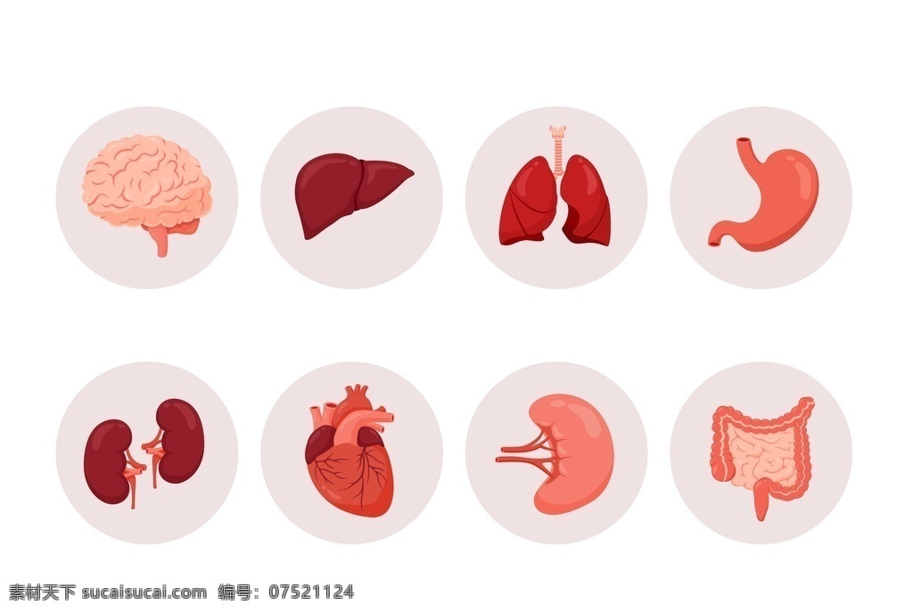 器官图片 器官 脑 肝脏 肺部 胃 肾脏 心脏 人体器官