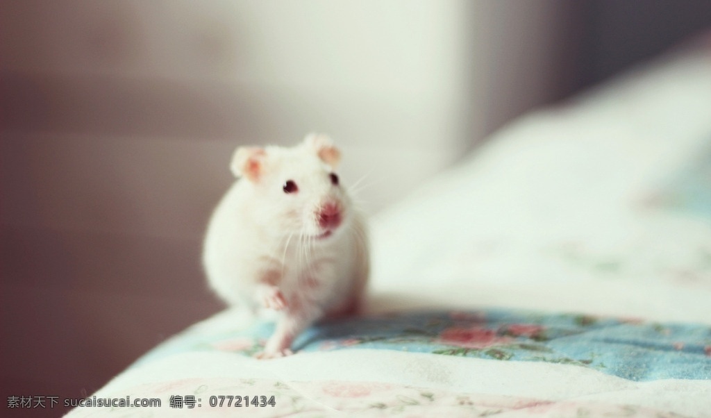 白色仓鼠 仓鼠 白仓鼠 小仓鼠 可爱动物 宠物鼠 生物世界 家禽家畜