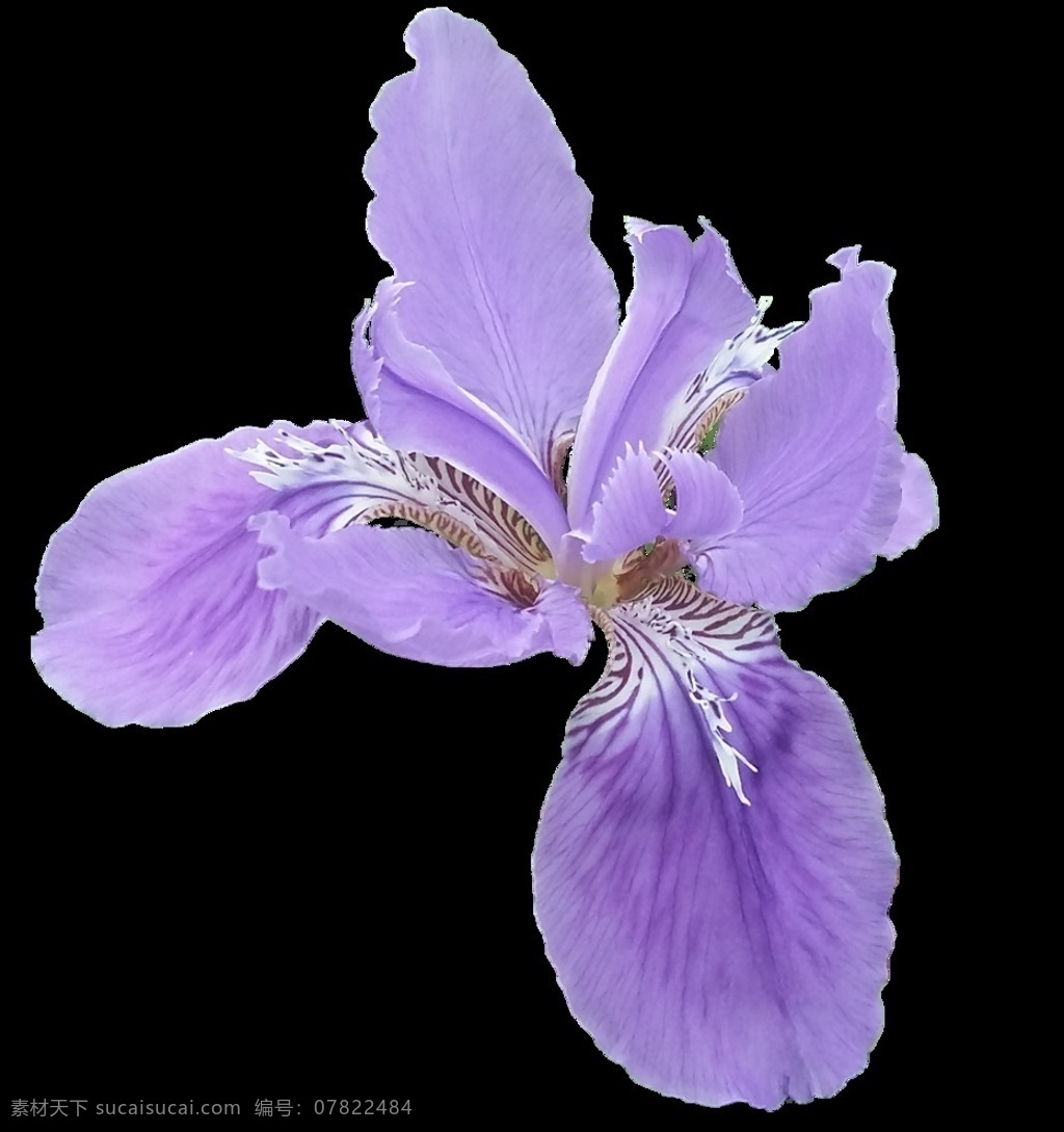 鸢尾花 分层 图 psd分层 iris 透明素材 紫色