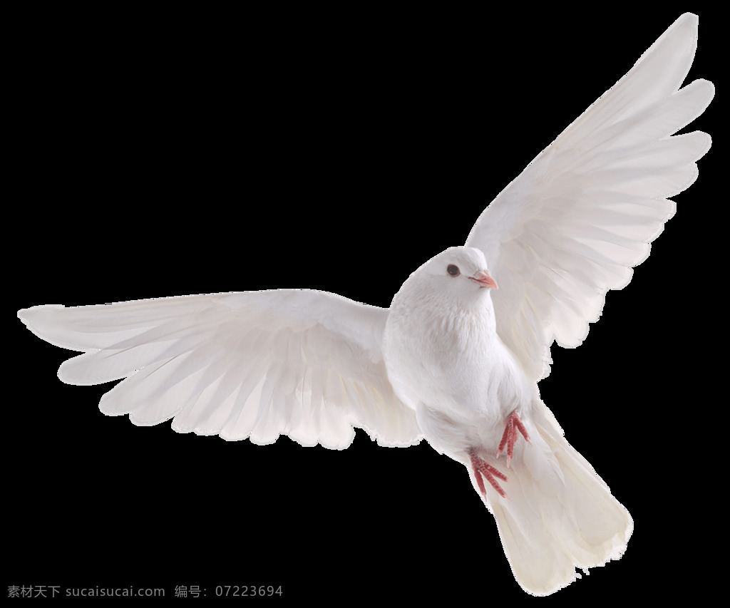 精致 雪白色 小鸟 产品 实物 白色小鸟 产品实物 动物 红色爪子 精致动物