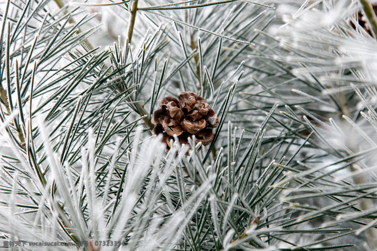 松果 雪松 松树 冬天 霜冻 寒冷 霜 果实 生物世界 树木树叶