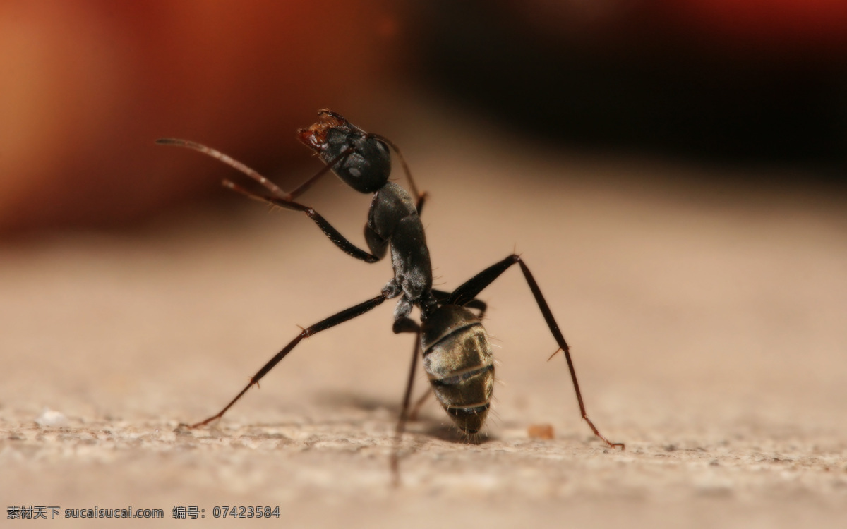 昆虫 昆虫图片 蚂蚁 生态 生物世界 自然界 昆虫纲 节肢动物门 insect 无骨骼 昆虫系列一