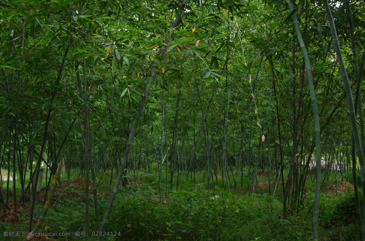 绿竹 青青 绿 树林 竹 竹海 竹林 竹子 绿竹青青 林子 自然风景 自然景观 矢量图 日常生活