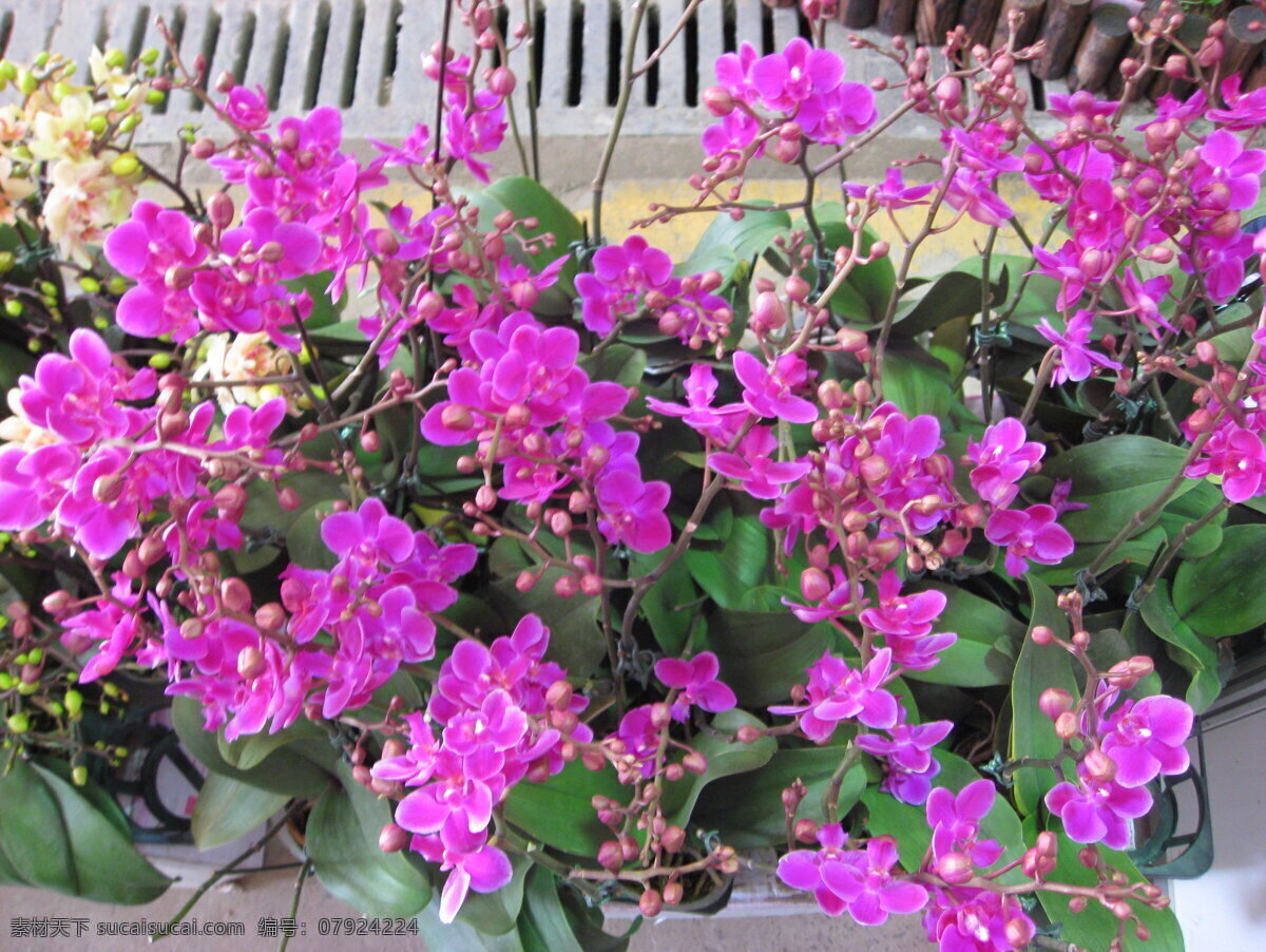 红色 蝴蝶兰 花朵 其他生物 摄影图 生物世界 盛开 鲜艳 紫色