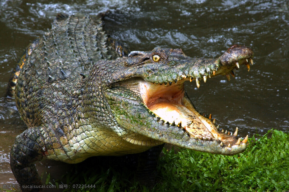 鳄鱼 crocodile 动物 野生 野生动物 生物世界