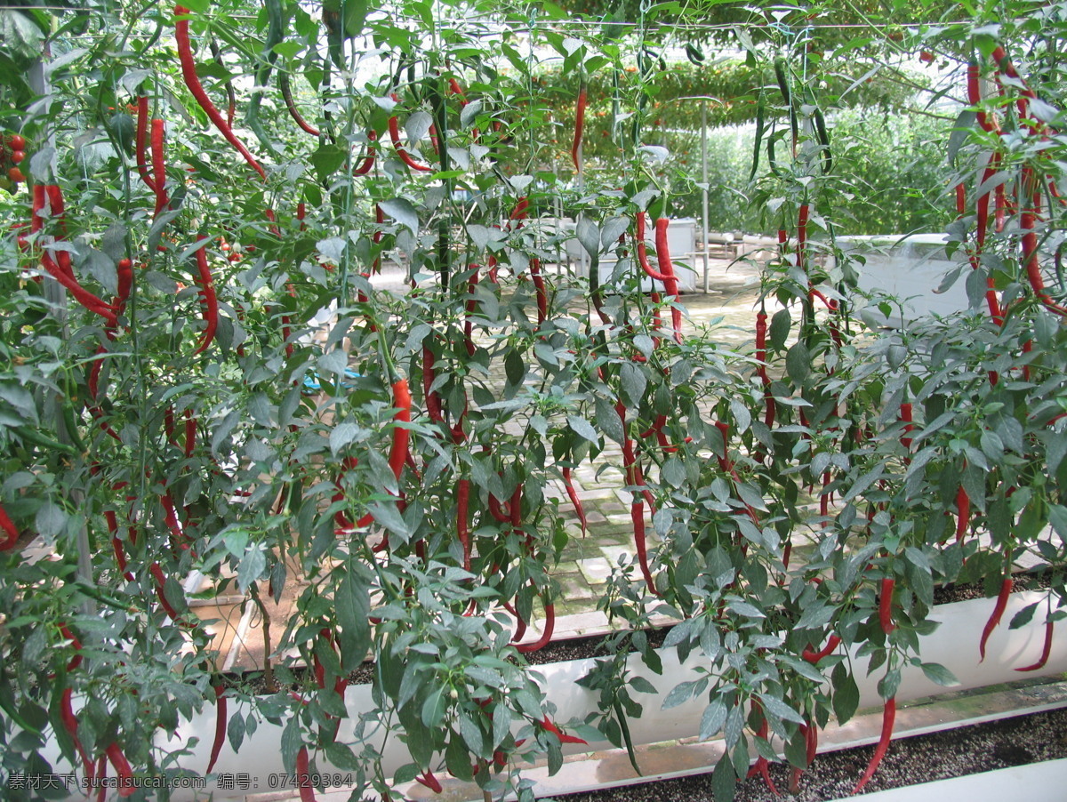 火红 尖椒 果蔬 科技 人文 现代科技 火红尖椒 两层 栽培 新型农业 农业生产 矢量图 日常生活