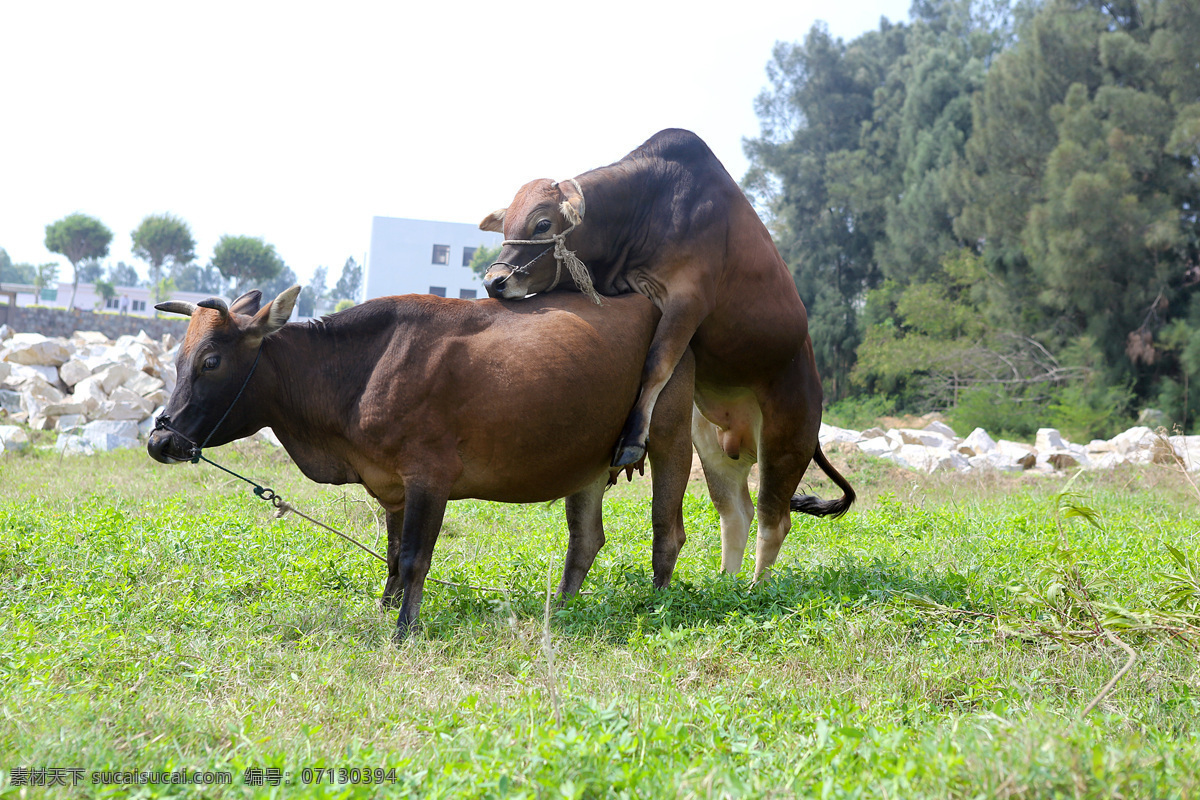 黄牛 想 下流 大黄牛 牛牛交配 黄牛交配 下流的黄牛 生物世界 家禽家畜
