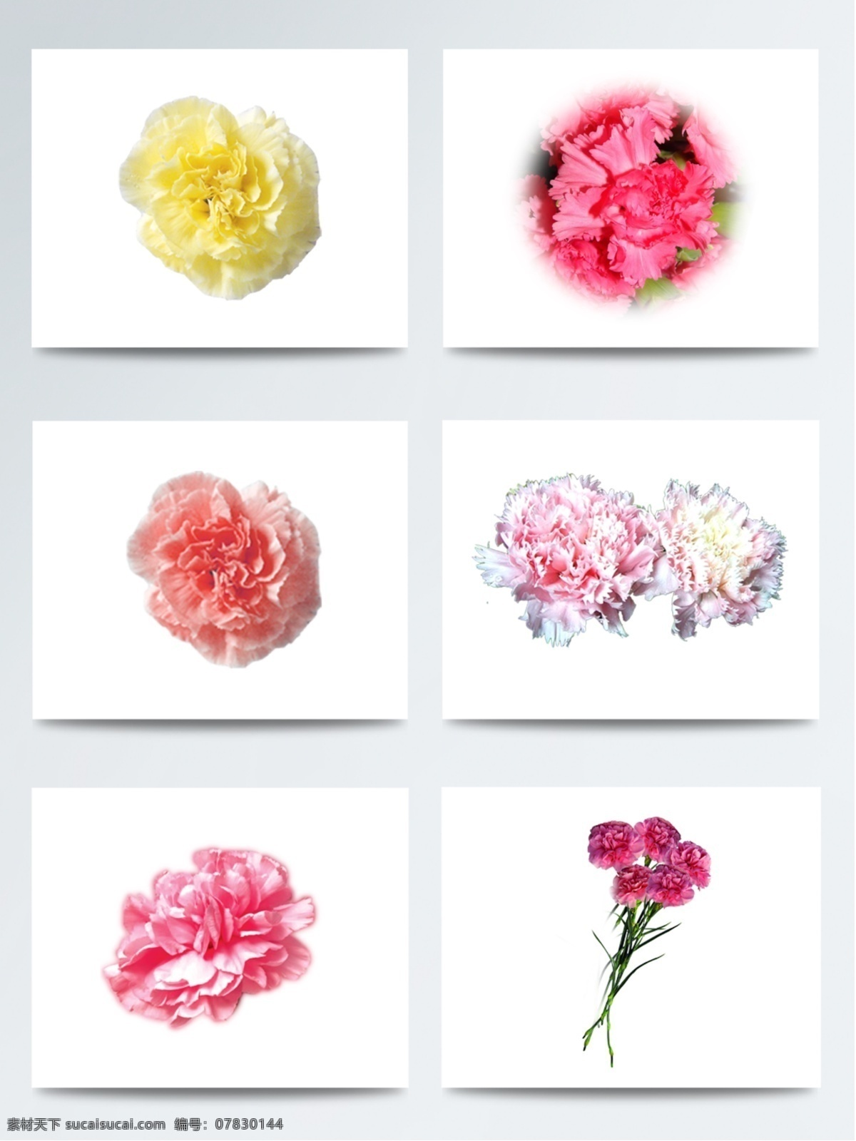 2018 年 母亲节 康乃馨 花朵 元素 花卉 鲜花素材 淡雅 粉色 配图 装饰图案