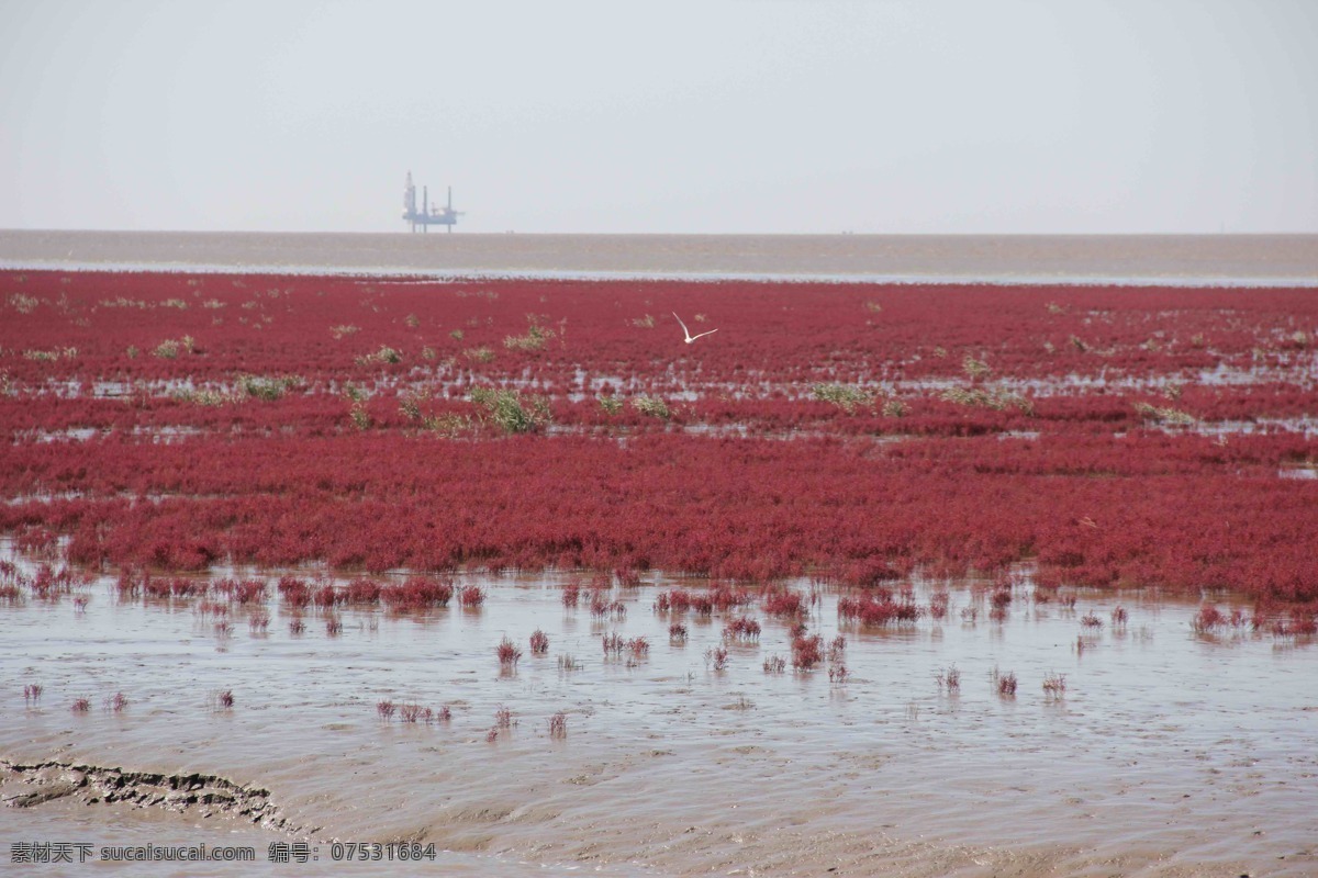海滨 旅游 秋色 湿地 自然风景 自然景观 盘锦 红海 滩 红海滩 东北风光 psd源文件