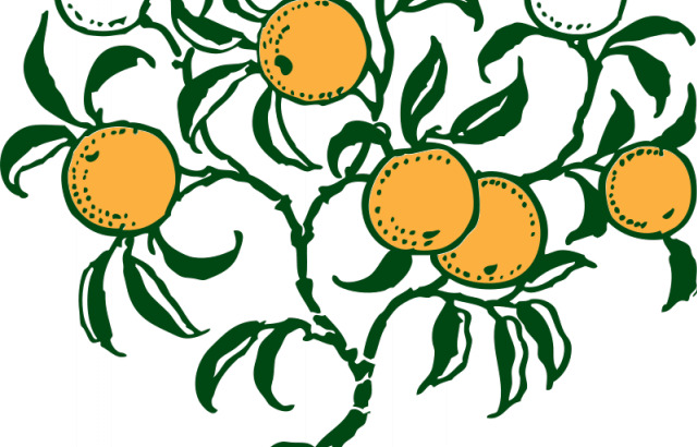 橙色 分支 矢量 图形 果汁 夹 剪贴画 橘子 绿色 食品 水果 维生素 新鲜 艺术 svg 一半 切割 北回归线 日常生活
