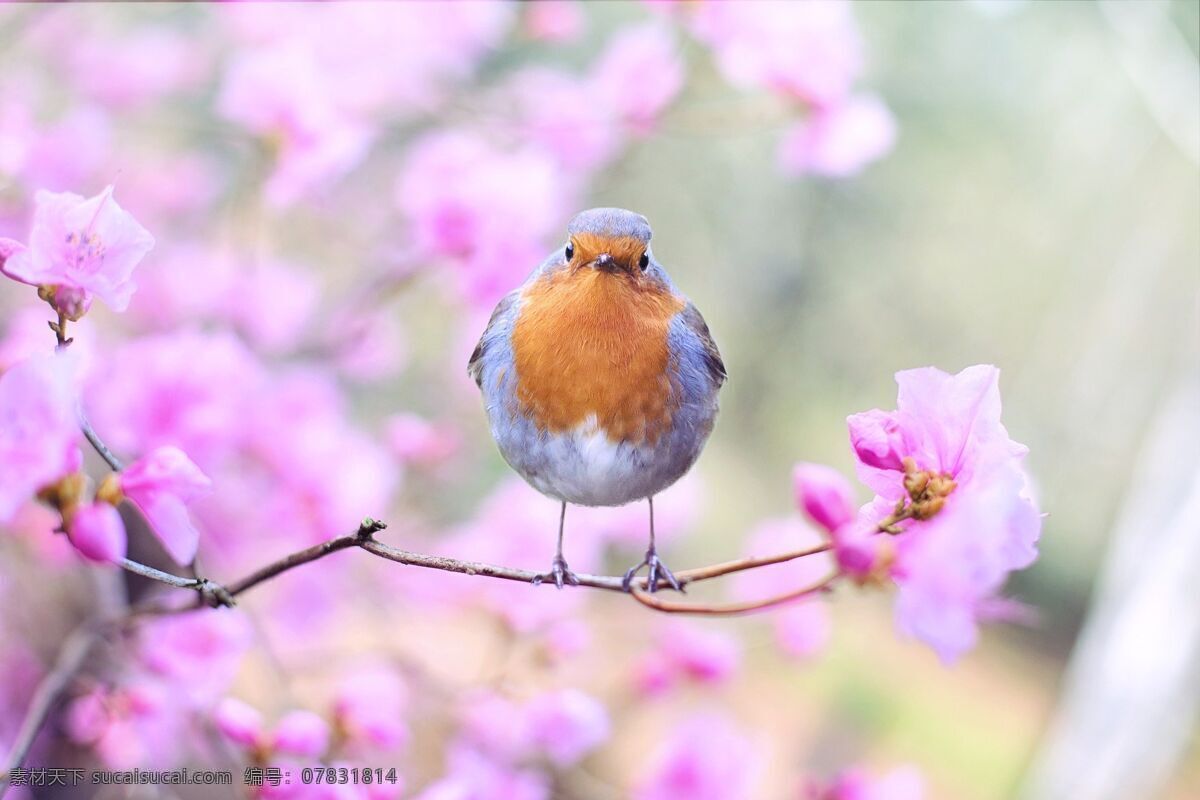 弹簧鸟 鸟 春 知更鸟 鲜花 自然 枝杈 嫩枝 坐 春天 多彩 生物世界 鸟类