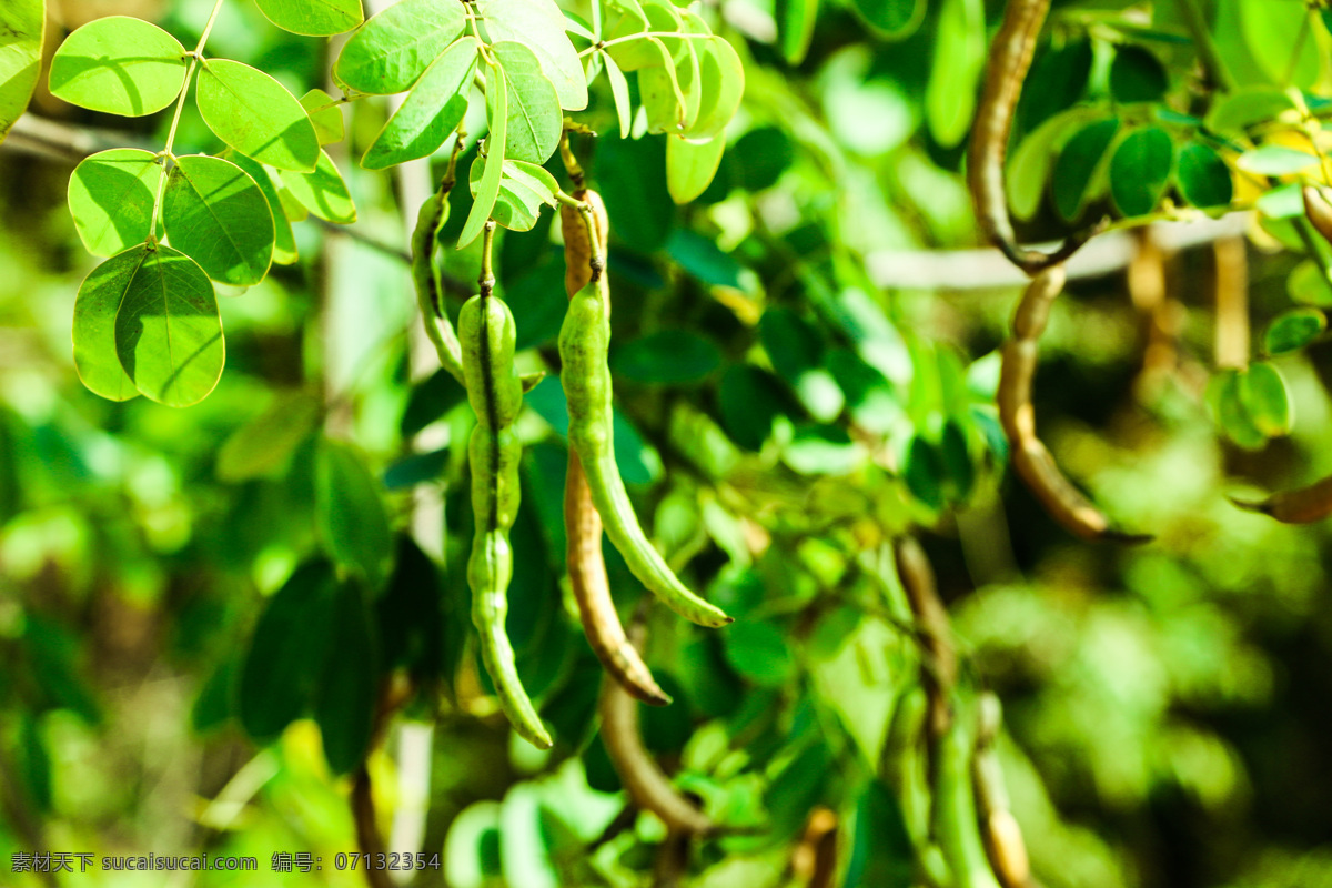 豌豆 亮丽 植物 绿色 阳光 生物世界 蔬菜